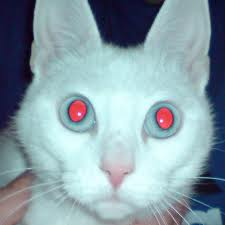 CORREGIREMOS OJOS ROJOS